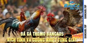 Đá Gà Thomo